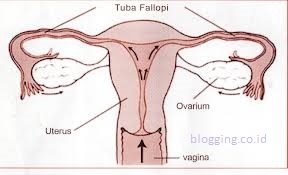 Alat Reproduksi Wanita Dan Sistem Reproduksinya
