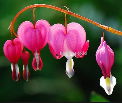 Bunga bleeding heart