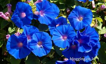 Bunga blue bells