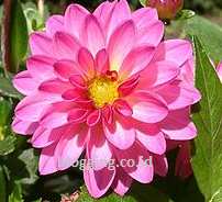 Bunga dahlia