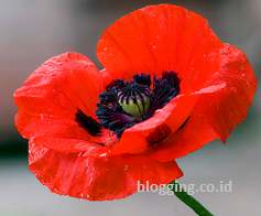 Bunga oriental poppy