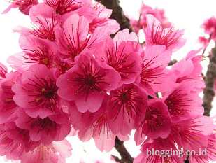 Bunga sakura