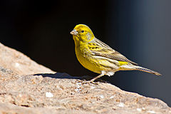 burung kenari burung kenari