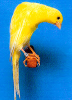 kenari belgia