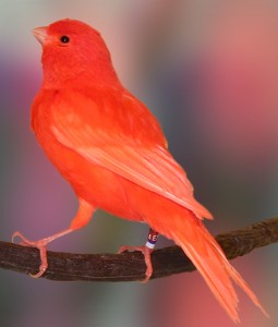 Burung Kenari