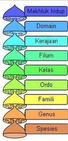 klasifikasi takson klasifikasi takson