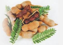 biji asam kawak