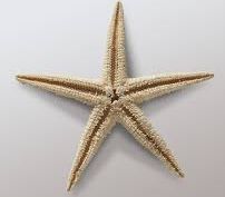 Biota Laut