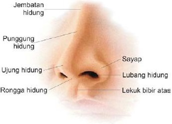 fungsi hidung