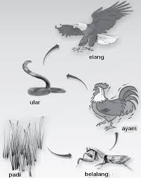 rantai makanan