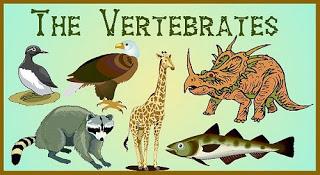 hewan vertebrata
