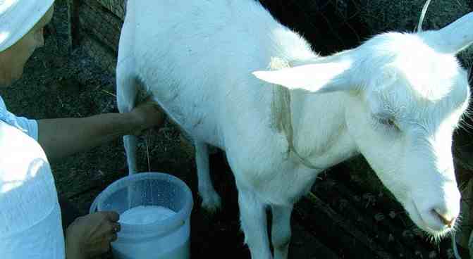 manfaat susu kambing