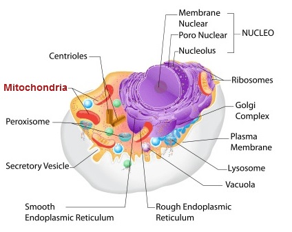 mitokondria