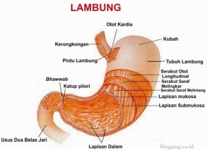 struktur dan fungsi lambung