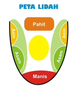 Struktur Bagian Bagian Lidah
